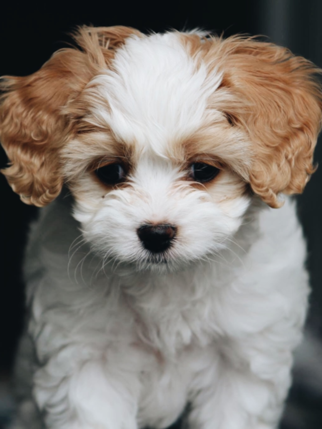 Check Out Adorable Puppies For Sale In Detroit, Michigan
