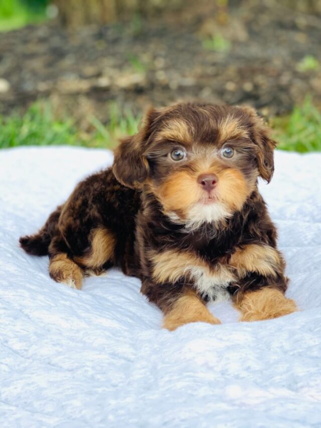 Check Out Adorable Puppies For Sale In St. Louis, Missouri