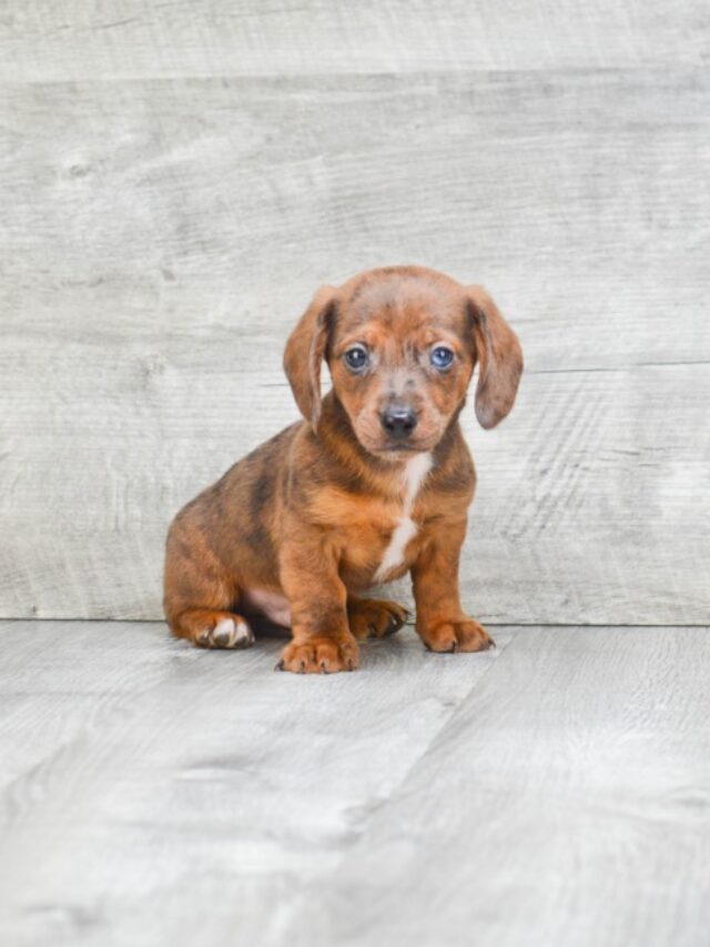 The Irresistible World of Dachshund Puppies