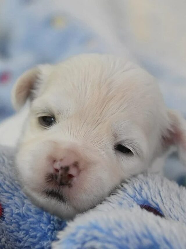 Check Out Adorable Puppies For Sale In New Orleans, Louisiana