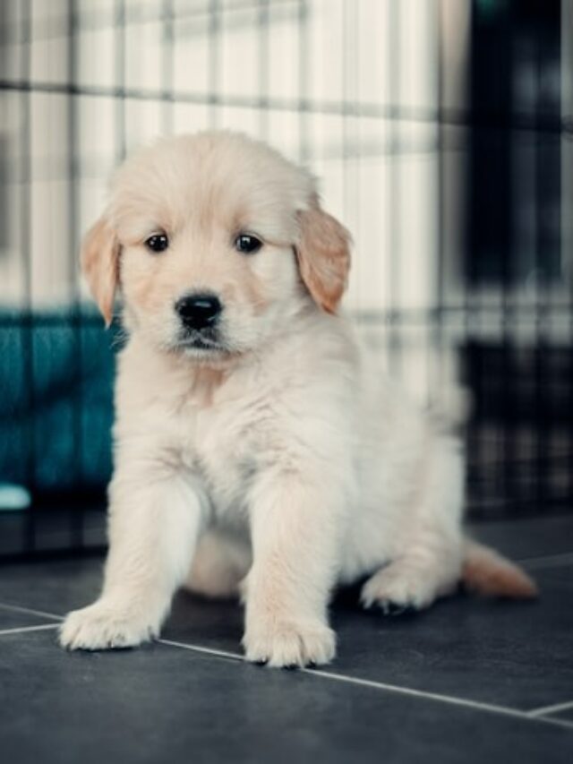 Check Out Adorable Puppies For Sale In Boston, Massachusetts