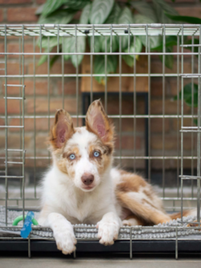How To Crate Train A Puppy