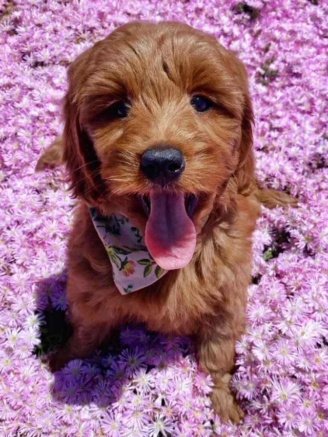 The Complete Guide to Mini Goldendoodle Colors