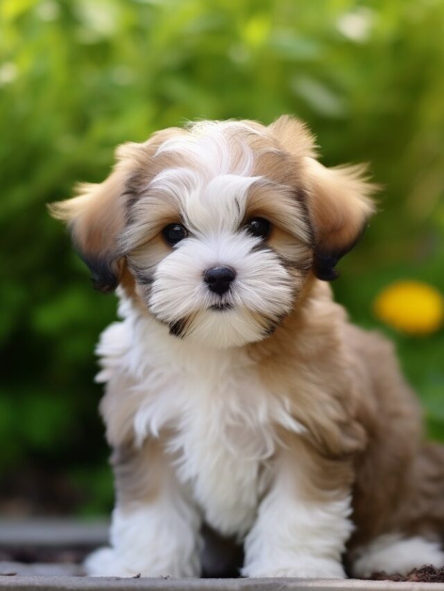 Teddy Bear Dogs: Unleash the Cuteness in Your Life Now!