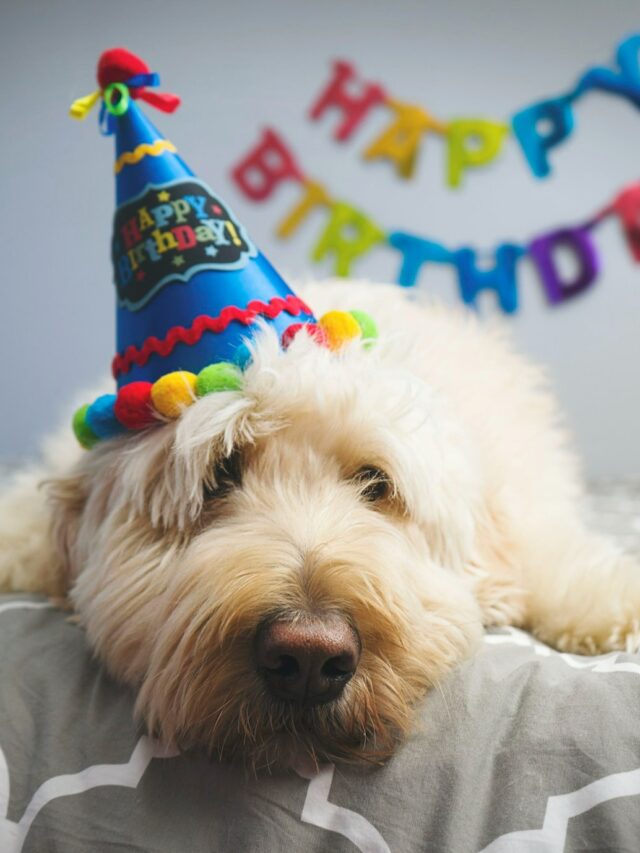 The Ultimate Happy Birthday Puppy Party Guide!