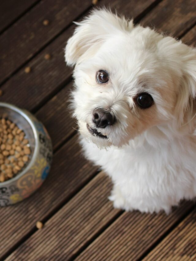 Can Puppies Eat Adult Dog Food? Find Out Now!